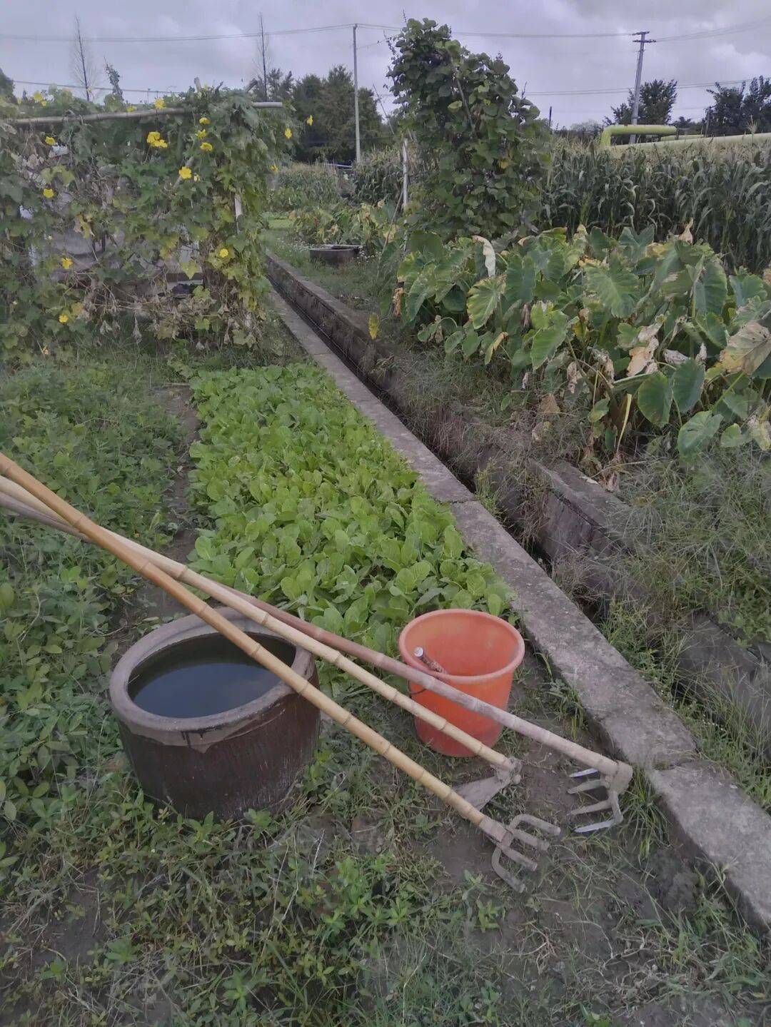 桌子与钉耙 | 倪志量