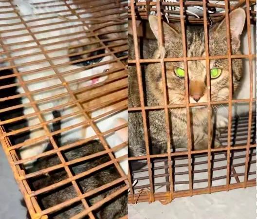 “成都一空置房非法囤猫”？官方通报：共发现被困小猫102只<strong></p>
<p>kin币交易</strong>，未发现虐猫行为