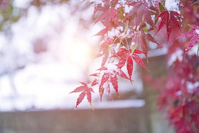 百年难遇“早立冬”来了<strong></p>
<p>亚泰坊币</strong>！有啥讲究？早看早准备！