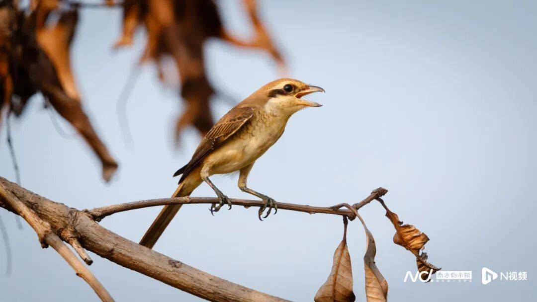 东莞最新发布：将严厉打击这些行为<strong></p>
<p>亚泰坊币</strong>！