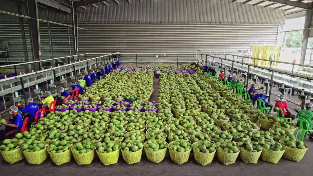 椰子水之外<strong></p>
<p>币圈的社区</strong>，大公司争夺40亿元生椰市场