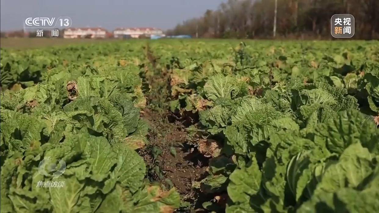 单棵售价超百元<strong></p>
<p>币圈的社区</strong>，起底“套牌白菜”背后的销售套路