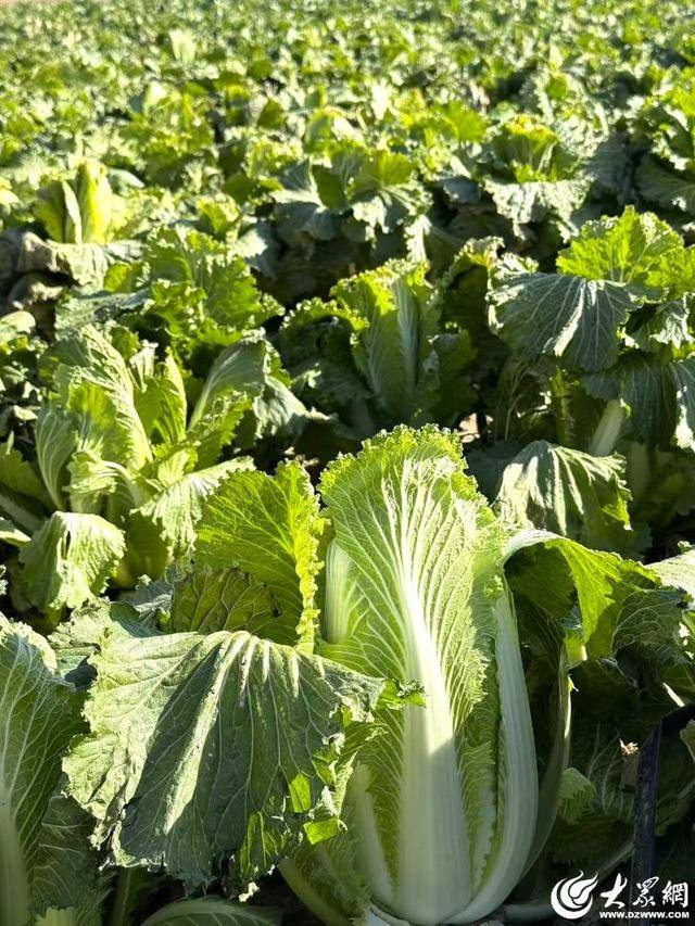 山东青岛：全国首批“板蓝根白菜”喜获丰收<strong></p>
<p>币改罗金海</strong>，正式上市！首批10万棵已被上海采购商“包圆”