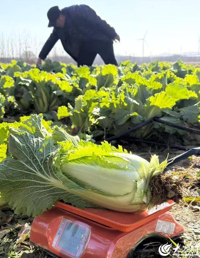 山东青岛：全国首批“板蓝根白菜”喜获丰收<strong></p>
<p>币改罗金海</strong>，正式上市！首批10万棵已被上海采购商“包圆”
