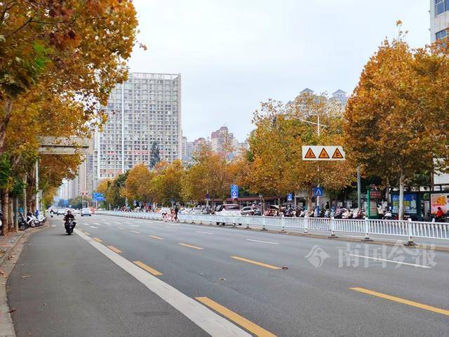 满目金黄<strong></p>
<p>炒币经历</strong>！柳州法国梧桐迎来最佳观赏期