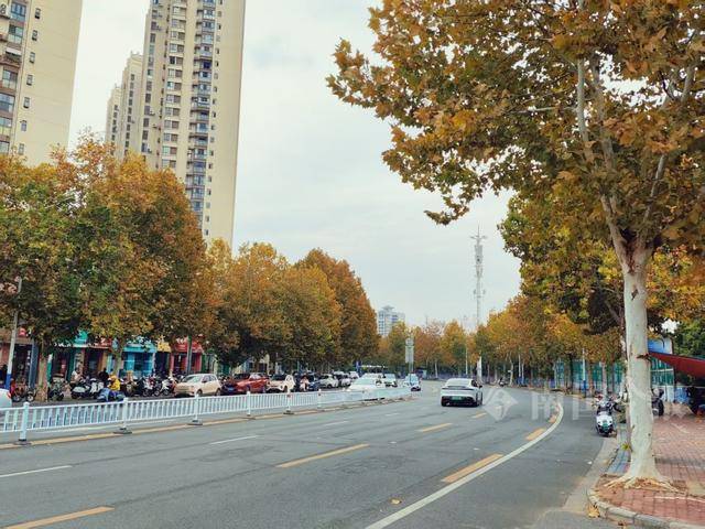 满目金黄<strong></p>
<p>炒币经历</strong>！柳州法国梧桐迎来最佳观赏期