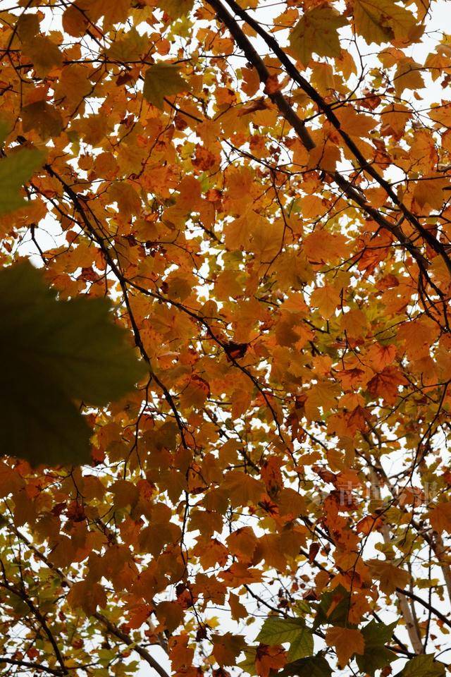 满目金黄<strong></p>
<p>炒币经历</strong>！柳州法国梧桐迎来最佳观赏期