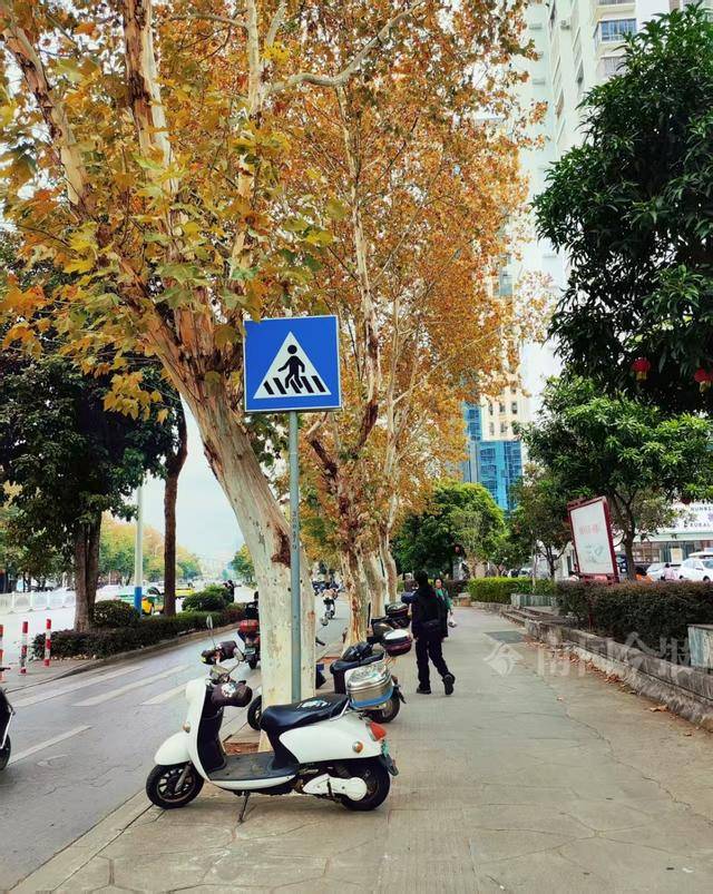 满目金黄<strong></p>
<p>炒币经历</strong>！柳州法国梧桐迎来最佳观赏期