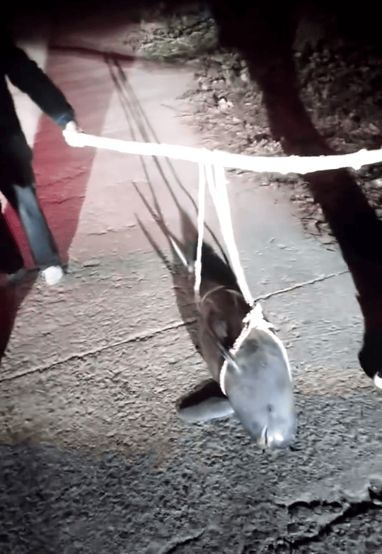 湖北一江豚被五花大绑抬上岸<strong></p>
<p>ddw币行情</strong>？当地派出所：已死亡多日